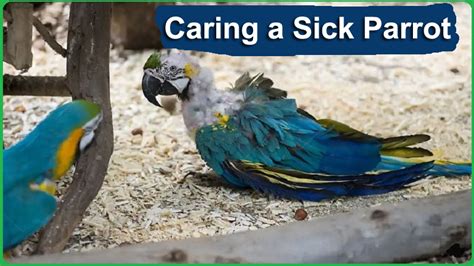parotting|parroting symptom.